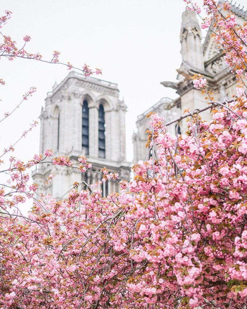 Cherry blossoms in Paris Cherry blossoms in Paris