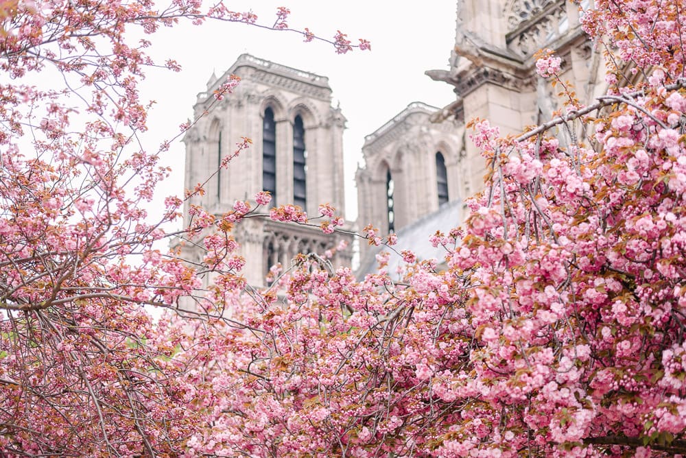 best photography spots in Paris - Cherry Blossoms by the Notre Dame Cathedral best photography spots in Paris - Cherry Blossoms by the Notre Dame Cathedral